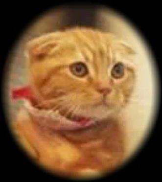 【養隻寵物】我家有隻長靴貓