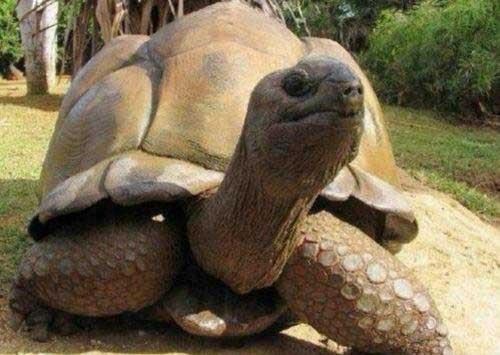 這種烏龜見過嗎”，巨大的象龜