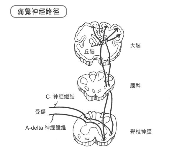 《誰是我?意識的哲學與科學》第87頁.jpg