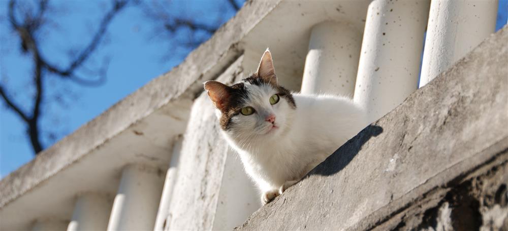 【詩】你有多愛貓？愛到能理解並尊重一隻貓天賦的自由？陳克華《一》/每日一詩