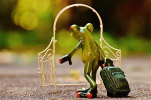 你家的青蛙出去旅行了嗎？各民族神話中，關於青蛙的那些故事