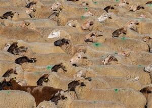 魯迅筆法、阿Q精神——周實《閒人外傳》有真知灼見