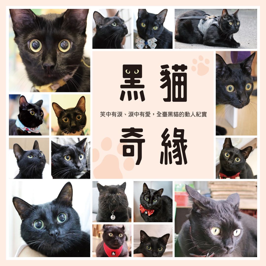 【國際黑貓日】13個黑貓小百科：來自500個黑貓家庭的真實觀察