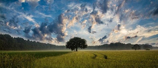 【畢璞紀念專輯】認識畢璞，從《畢璞全集》序開始！