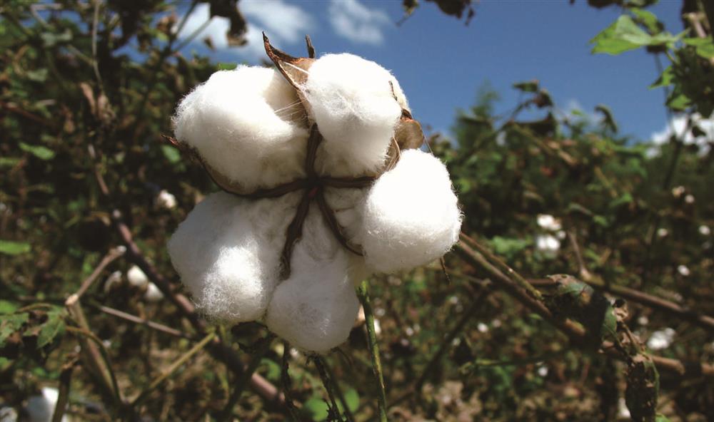 【社會企業報導】冶綠衣服採用有機棉，以行動愛護地球