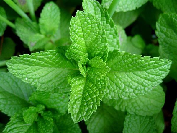 800px-Mint-leaves-2007.jpg