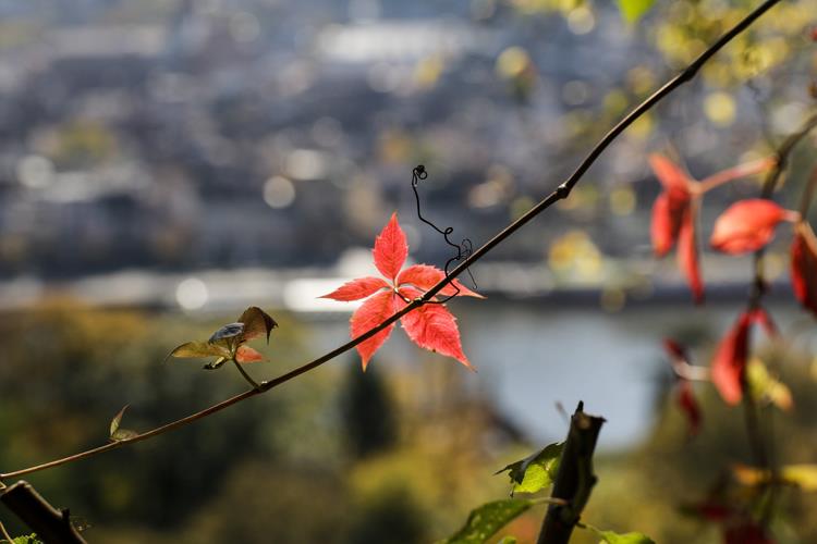 「愛詩網」詩文徵選活動得主揭曉　11月19日舉辦頒獎典禮