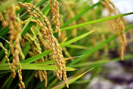 【2016台北國際書展】某一天的下午......稻穗就這麼成熟了！